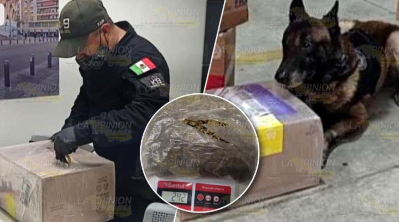 Asegura SSP cargamento de droga en Poza Rica