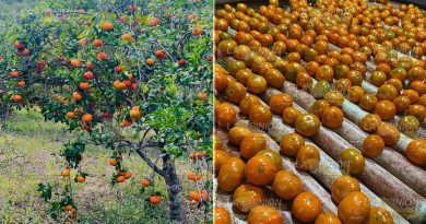 Repunta la producción local de mandarina