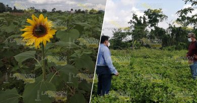 Promueven siembra de cultivos alternativos en Tihuatlán