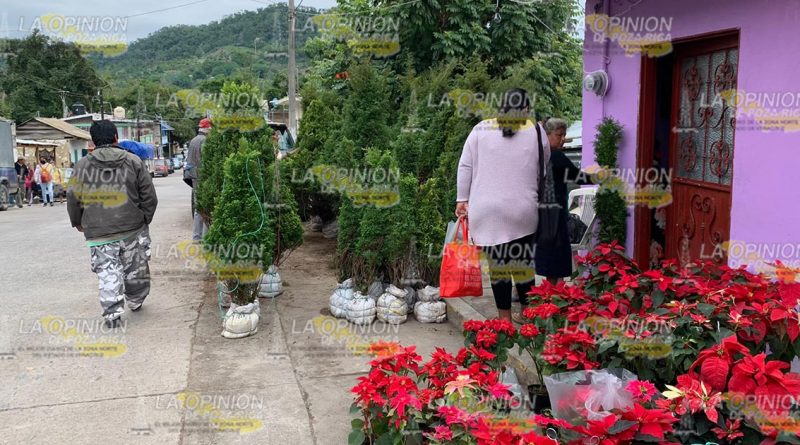 Volverán a plantar arbolitos navideños en Tihuatlán