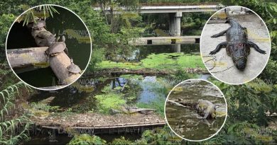 Crece fauna en el arroyo Totolapa