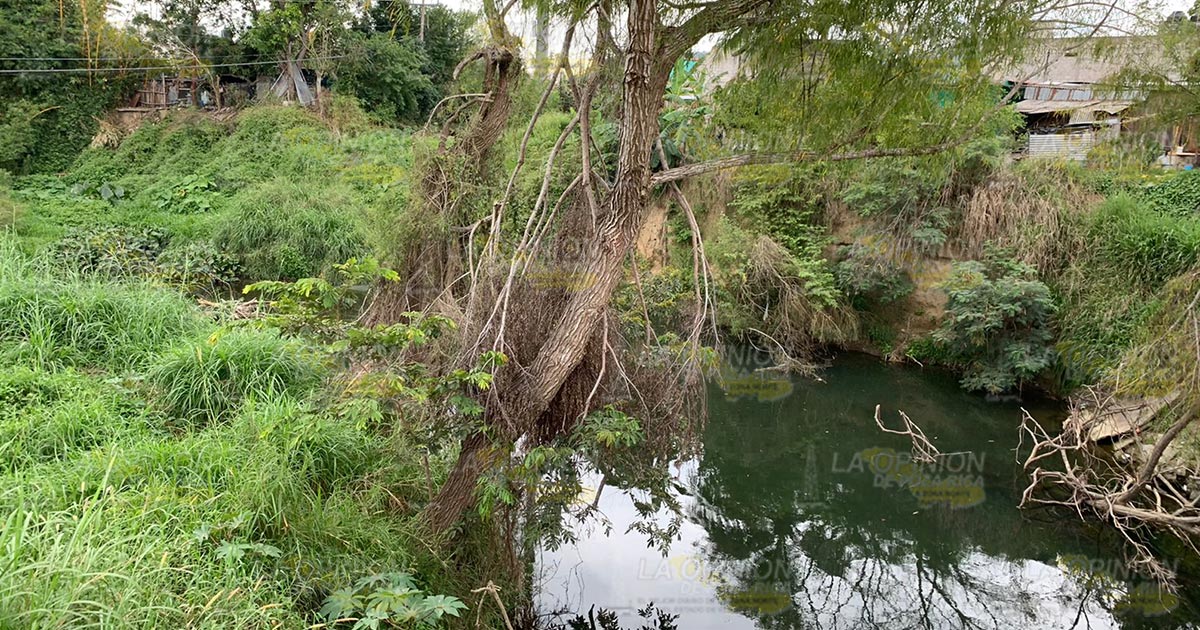 Crece fauna en el arroyo Totolapa 2