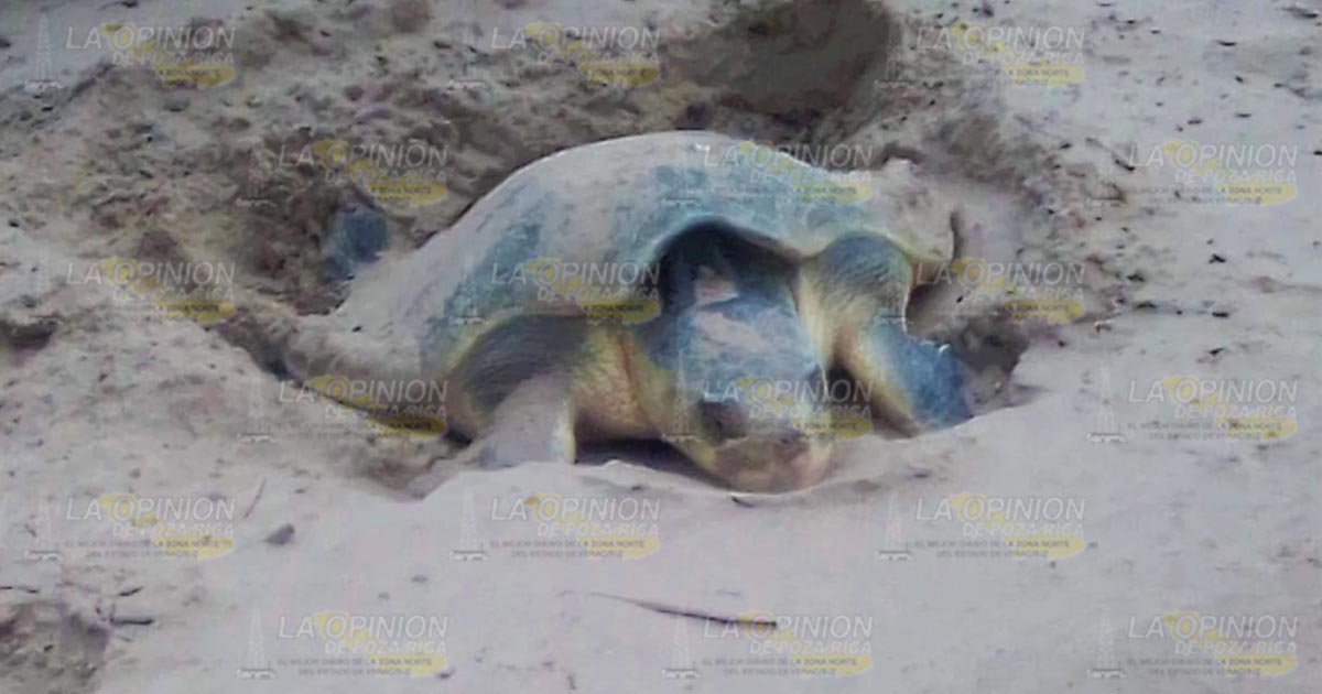 Llegan las primeras tortugas a playas de Tuxpan 2