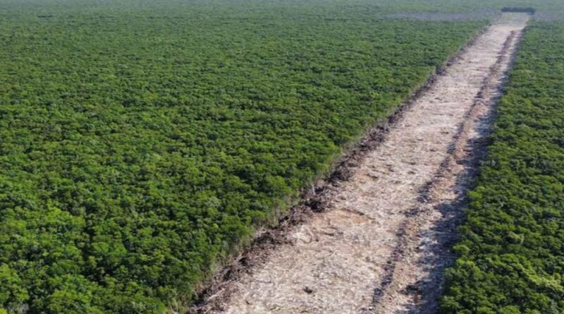 Sedatu busca expropiar 38 hectáreas para el tramo 5 del Tren Maya