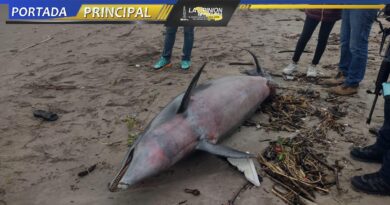 Delfín muerto en Tecolutla